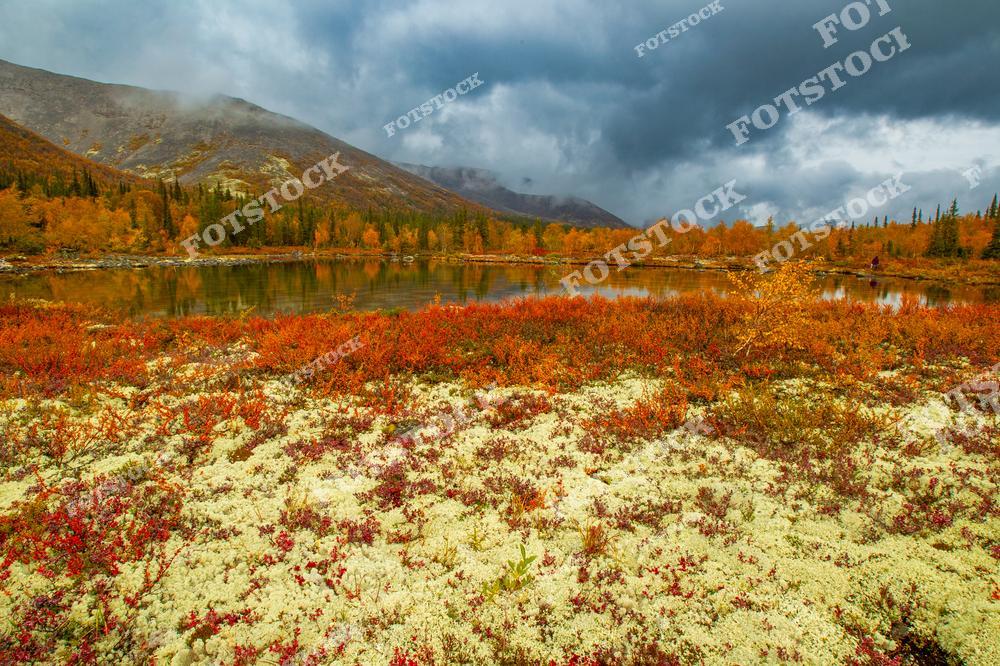 На фотографии запечатлён передний план с ярким мхом и кустарниками, окружённый осенним лесом и горным озером. Горы Хибин под тёмными облаками добавляют драматичности пейзажу. Этот осенний вид отражает богатство природы Кольского полуострова.